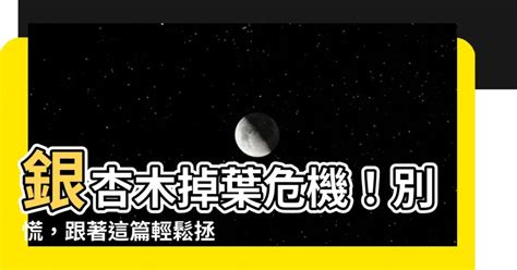 小銀杏木風水|銀杏風水：避禍招財全攻略